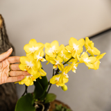 Orchidées Phalaenopsis jaunes Blossom Albenga - lot de 2 en cache-pots Poppy blancs
