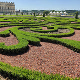 Green boutiQ - Buxus Hæk - BetterBuxus Babylon Beauty - Modstandsdygtig mod Buxus-svamp - 12 planter - 2 løbende meter - potte 13cm højde 30-35