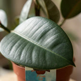 Green boutiQ - Kamerplant - Rubberplant - ficus Elastica Cloe - Groen - Weinig onderhoud - 1 Plant - Pot 19cm - Hoogte 65cm