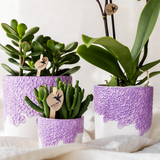 Kolibri Company | Plantenset Bloom Purple | Paarse Vienna orchidee + groene planten incl. sierpotten