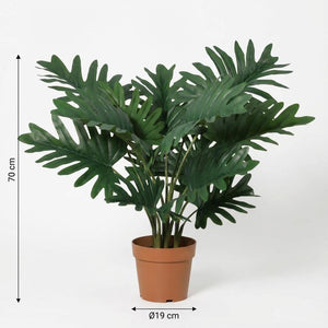 Philodendron Selloum h70cm