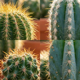 Mini Cactus Set - 3 Stuks - Ø 5.5 cm - Hoogte: 5-10 cm