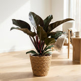 Green boutiQ - Kamerplant - Philodendron - Philodendron Imperial Red - Rood - Weinig onderhoud - 1 Plant - Pot 19cm - Hoogte 60cm