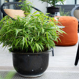 Green boutiQ - Bamboe - Fargesia Rufa - Bladhoudend - Niet Woekerend - Groen - 6 Planten - Pot 14cm - Hoogte 35cm