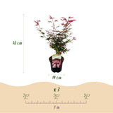Green boutiQ - Terrasplant - Japanse Esdoorn - Acer palmatum Shaina - Rood - 2 Planten - Bladverliezend - Pot 19cm Hoogte 70cm