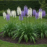 Green boutiQ - Bloembollen - Camassia Leichtlinii Mix - Kleur Paars en Wit - 5 stuks - Bolmaat 12/14 - XXL Pack