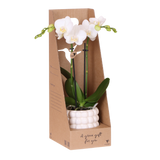 Orchidée Phalaenopsis blanche Mineral Amabilis - cache-pot Poppy blanc et boîte cadeau - H 40 cm, pot Ø9 cm