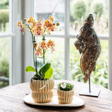 Orchidée Phalaenopsis jaune Blossom Lima et succulente - coffret Horizon jaune - pot Ø9 cm