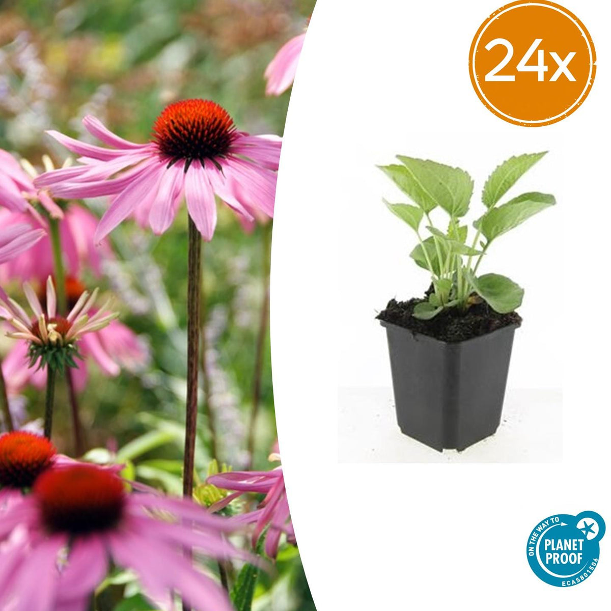 Échinacée pourpre Magnus en godet - Echinacea purpurea - H 10-25 cm, pot Ø9 cm - photo 8