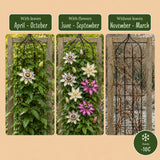 Passiflores tricolores - lot de 12 plants - pot Ø9 cm
