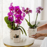 Orchidée Phalaenopsis blanche Mineral Amabilis - cache-pot Poppy blanc et boîte cadeau - H 40 cm, pot Ø9 cm