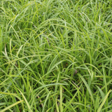 Laîche du Japon Irish Green en godet - Carex morrowii - H 10-25 cm, pot Ø9 cm - photo 6