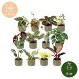 Box surprise baby plantes tropicales - lot de 12 mini plantes avec cache-pots Linnea olive