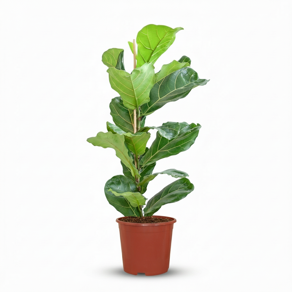 Green boutiQ - Kamerplant - Vioolbladplant - ficus Lyrata - Groen - Weinig onderhoud - 1 Plant - Pot 21cm - Hoogte 75 - 85cm
