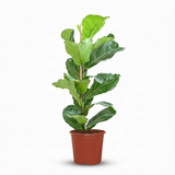 Green boutiQ - Kamerplant - Vioolbladplant - ficus Lyrata - Groen - Weinig onderhoud - 1 Plant - Pot 21cm - Hoogte 75 - 85cm