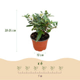 Green boutiQ - Tuinplant - Buddleja davidii Butterfly Candy Little White - Vlinderstruik - Compact - Wit - 1 Plant - Pot 12cm - Hoogte 20-25cm