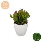 Crassula ovata avec cache-pots blancs - Arbre de jade - lot de 2