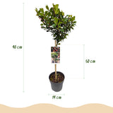 Green boutiQ - Tuinplant - Ilex meserveae Blue Maid - Plant op stam - Terras Plant - Bladverliezend - Weinig Onderhoud - Pot 19cm Hoogte 90cm