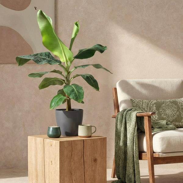 Green BoutiQ - Kamerplanten - Musa acuminata Dwarf Cavendisch - Bananenplant - Weinig onderhoud - Groen - 1 Plant - met Potter Grijs - Pot 21cm - Hoogte 70-75cm