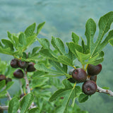 Green boutiQ - Tuinplant - Ficus carica Brown Turkey - Plant op stam - Terras Plant - Bladverliezend - Weinig Onderhoud - Pot 19cm Hoogte 90cm