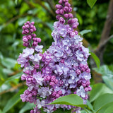 La Green Touch - Havreplante - Syringa vulgaris Michel Buchner - Almindelig Syren - Vinterhårdfør - Lyserød - 1 Plante - Potte 17cm - Højde 45cm