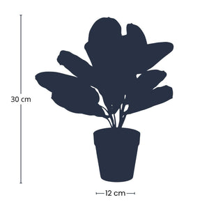 Maranta artificielle en pot h30cm