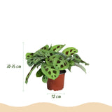 Green boutiQ - Kamerplant - Marantha Silverband, Marantha Lemon Lime Marantha Kerchoveana - Gebedsplant - Huisdiervriendelijke Plant - Groen - 3 Planten - met Potter Grijs - Pot 12cm - Hoogte 25cm