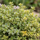Thym citron Sambesi - H 15-25 cm, pot Ø11 cm