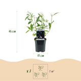 Green boutiQ - Havetplante - Buddleja davidii Black Night - Sommerfuglebusk - Vinterhård - Lilla - 3 Planter - Potte 17cm - Højde 45cm