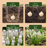Muscari blanc White Magic