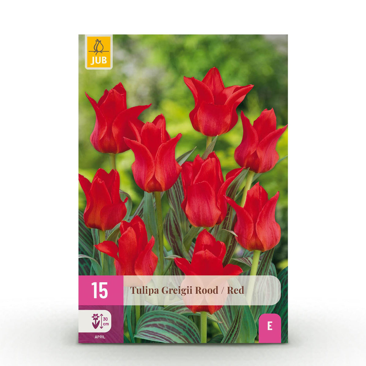 Green boutiQ - Bloembollen - Tulp Greigii Red - Kleur Rood - 15 stuks - Bolmaat 11/12 - XXL Pack