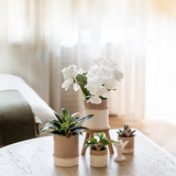 Kolibri Company | Plantenset Bamboo | Witte Amabilis orchidee Ø9cm + groene plant incl. keramieken sierpotten
