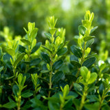 Green boutiQ - Buxus Hæk - BetterBuxus Babylon Beauty - Modstandsdygtig mod Buxus-svamp - 12 planter - 2 løbende meter - potte 13cm højde 30-35