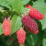 Tayberry - H 50 cm, pot Ø15 cm