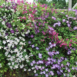 Clématites Tricolour - trio violet, rose et blanc - H 35 cm, pot Ø9 cm - photo 5