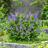 Green boutiQ - Haveplante - Buddleja davidii Butterfly Candy Little Lila - Sommerfuglekrat - Kompakt - Lilla - 1 Plante - Potte 12cm - Højde 20-25cm
