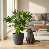 Green boutiQ - Kamerplant - Philodendron - Philodendron Lickety split - Groen - Weinig onderhoud - 1 Plant - met Mand - Pot 19cm - Hoogte 70cm