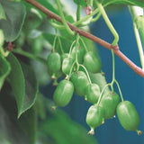 Kiwaï Issai autofertile - Actinidia arguta - 2 plants - H 50 cm, pot Ø15 cm