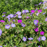 Green boutiQ - Borderpakket - Bodembedekkend - 24 Vaste planten - 3 m2 - Diversen kleuren - Weinig Onderhoud - Pot 11cm