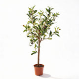 Olivier artificiel h65cm pot inclus