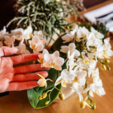 Orchidées Phalaenopsis blanches Botanic Nazare - bouquet de 3 en panier Cotton - pot Ø9 cm