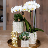 Orchidée Phalaenopsis blanche Mineral Amabilis - cache-pot Oyster et boîte cadeau - H 40 cm, pot Ø9 cm