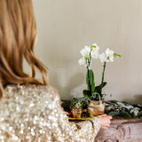 Orchidée Phalaenopsis blanche Mineral Amabilis et succulente - coffret Allure Shiny or - pot Ø9 cm