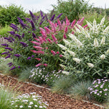 Green boutiQ - Haveplanté - Buddleja davidii Tricolour - Sommerfuglebusk - Vinterhård - Blå - Rosa - Hvid - 3 Planter - Potte 17cm - Højde 45cm