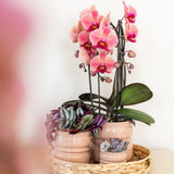 Orchidée Phalaenopsis rose saumon Niagara Fall Narbonne
