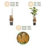 Kiwis Hayward et Weiki - 1 mâle et 3 femelles - 4 plants - H 50 cm, pot Ø15 cm