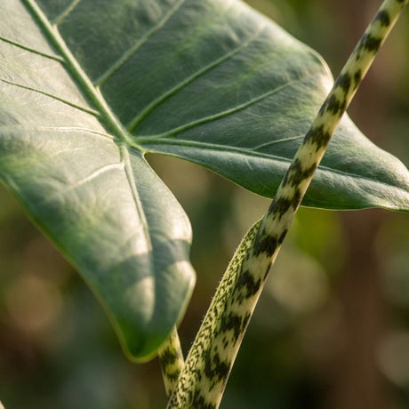 Green boutiQ - Kamerplant - Olifantsoor - Alocasia Zebrina - Groen - Weinig onderhoud - 1 Plant - met Potter Grijs - Pot 21 cm - Hoogte 70 - 75cm