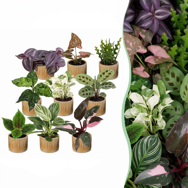 Baby plantes surprise avec cache-pots Linnea miel - lot de 3 à 12 mini plantes - pot Ø6 cm