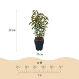 Green boutiQ - Haagplanten - Prunus lusitanica Angustifolia - blad groen - 6 planten - 1 strekkende meter - groenblijvend - pot 17cm hoogte 50cm