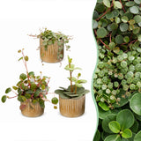 Baby Peperomia avec cache-pots Linnea miel - Hope, Pepperspot et prostrata - lot de 3